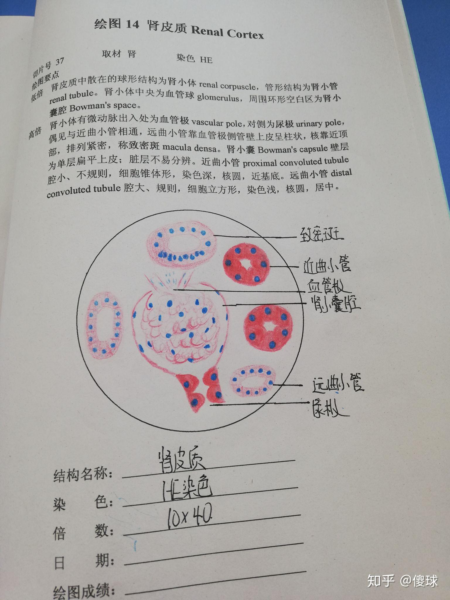 组胚红蓝铅笔手绘图 - 知乎