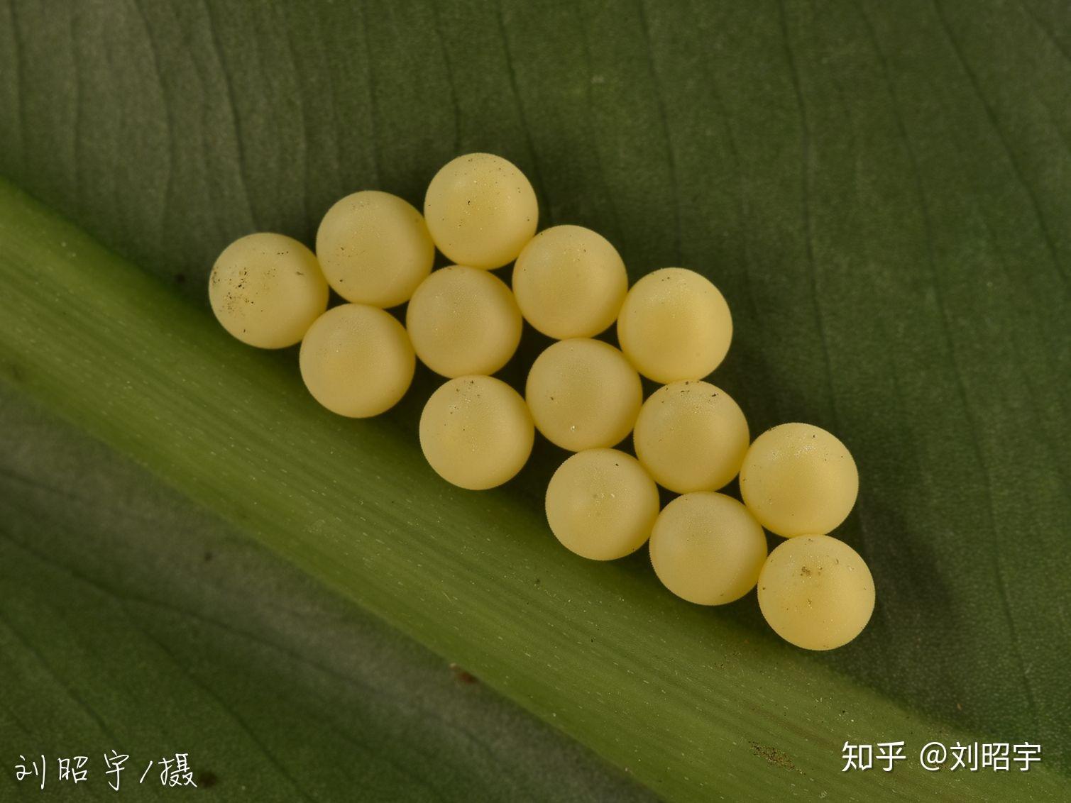 请问这有弹性无异味的绿色圆球是什么虫卵? - 知乎