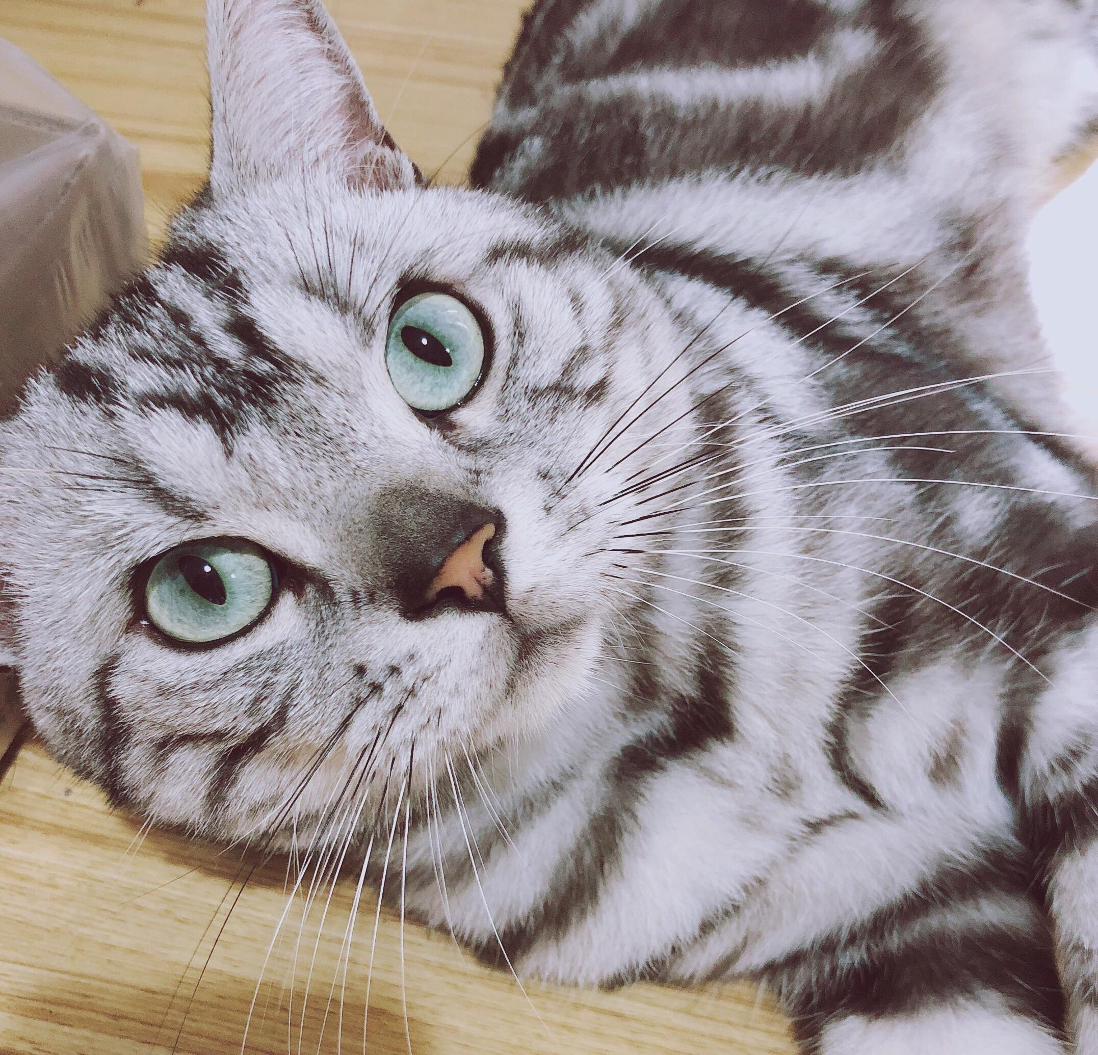 美短5个月眼睛还会变颜色吗现在瞳孔周围一圈绿色最近才有的这一圈会