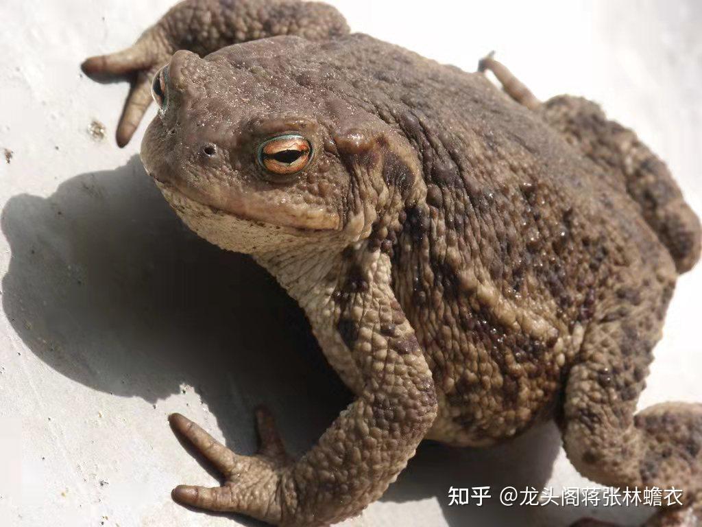 一只蟾蜍一年能蜕下几张蟾衣从一只蟾蜍身上一年采集到几张蟾衣