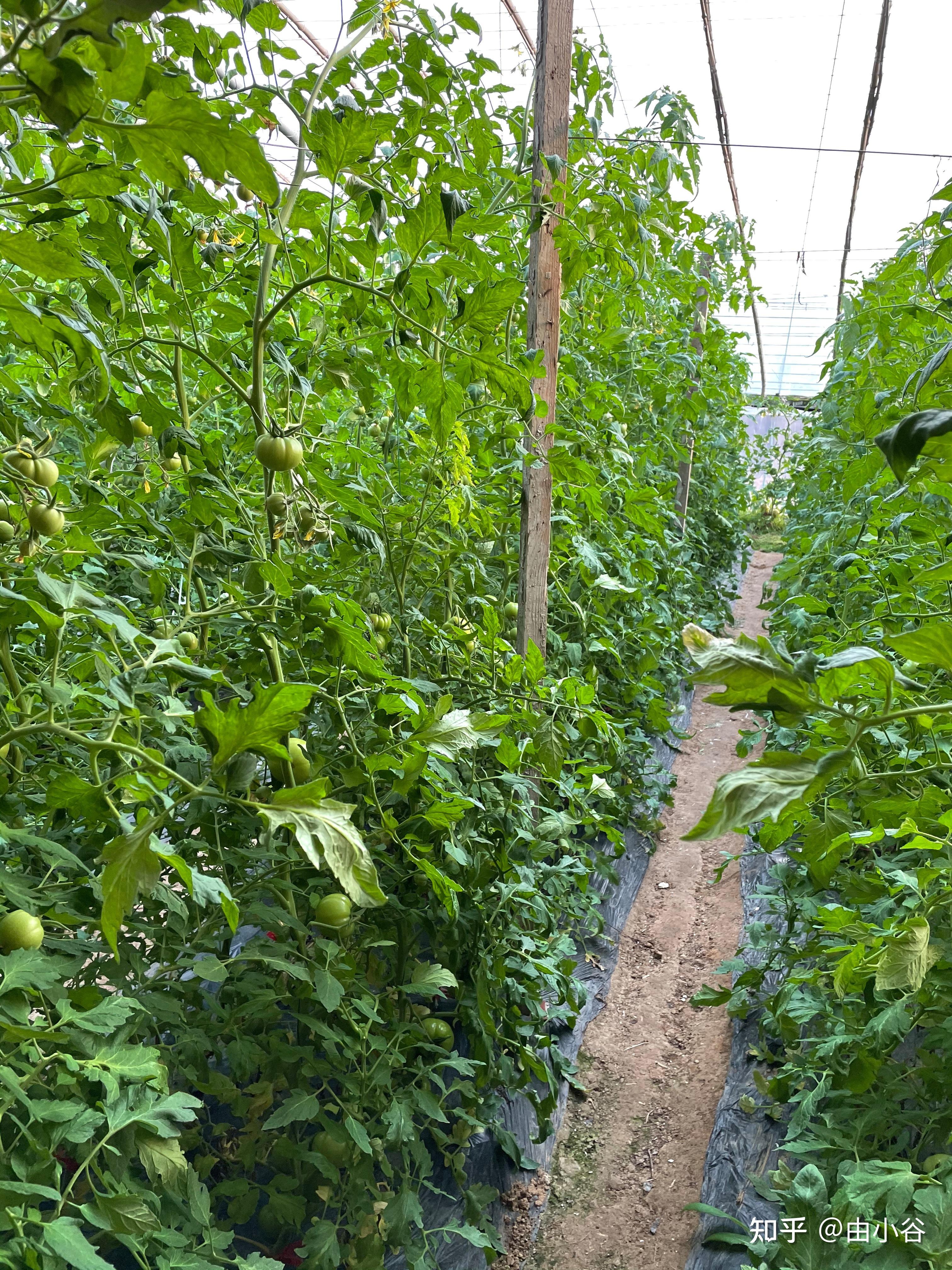 海阳普罗旺斯西红柿