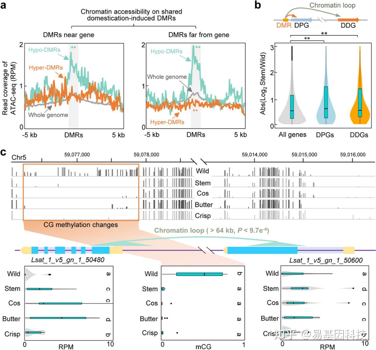 易基因：Genome Biol/IF10.1：WGBS等揭示生菜驯化和分化过程中的DNA甲基化变异机制 - 深圳市易基因科技 - 博客园