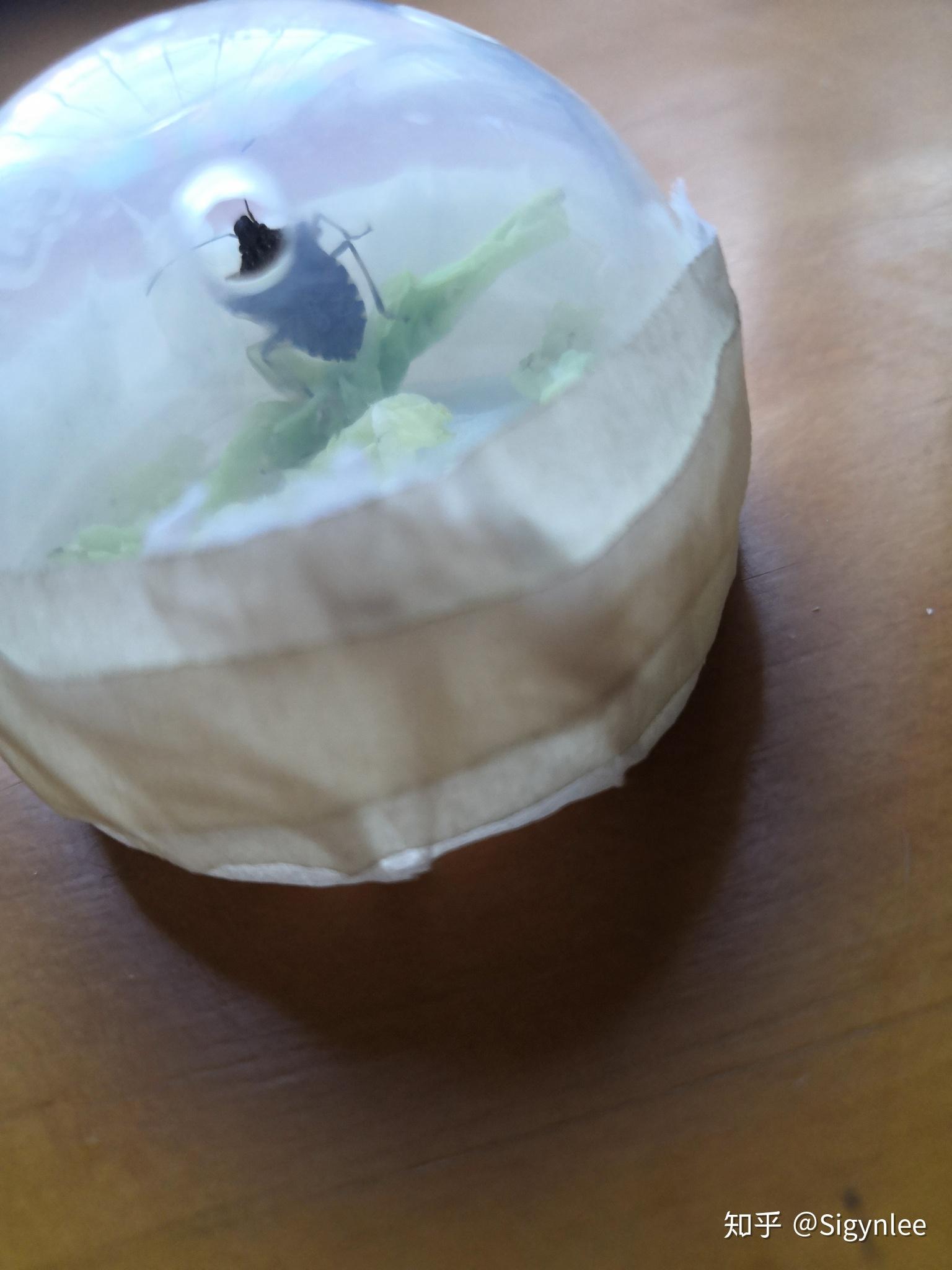 被放屁虫臭翻是种怎样的体验? - 知乎