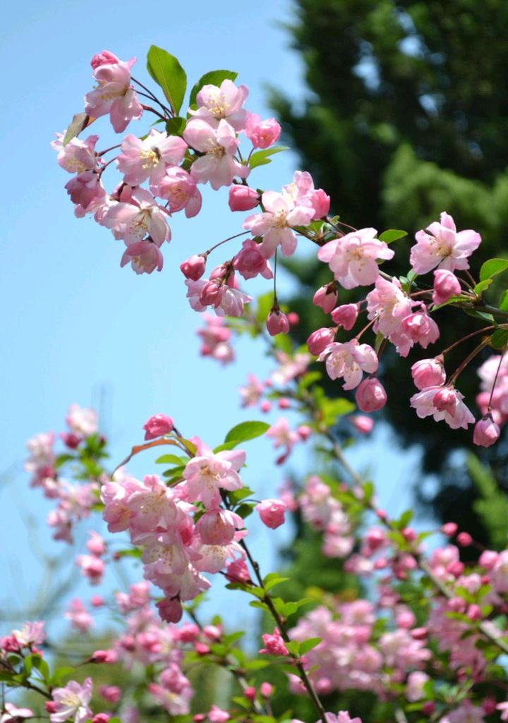 春天开什么花 花朵图片