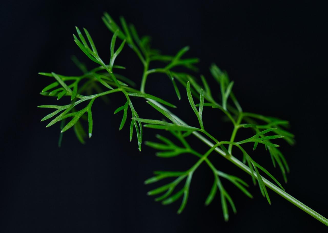 文竹全部剪掉后怎么办