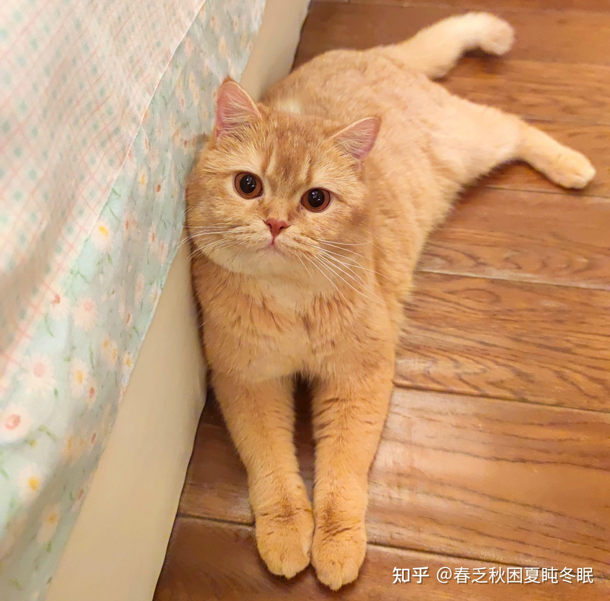 买到一只橘色英短是什么体验?