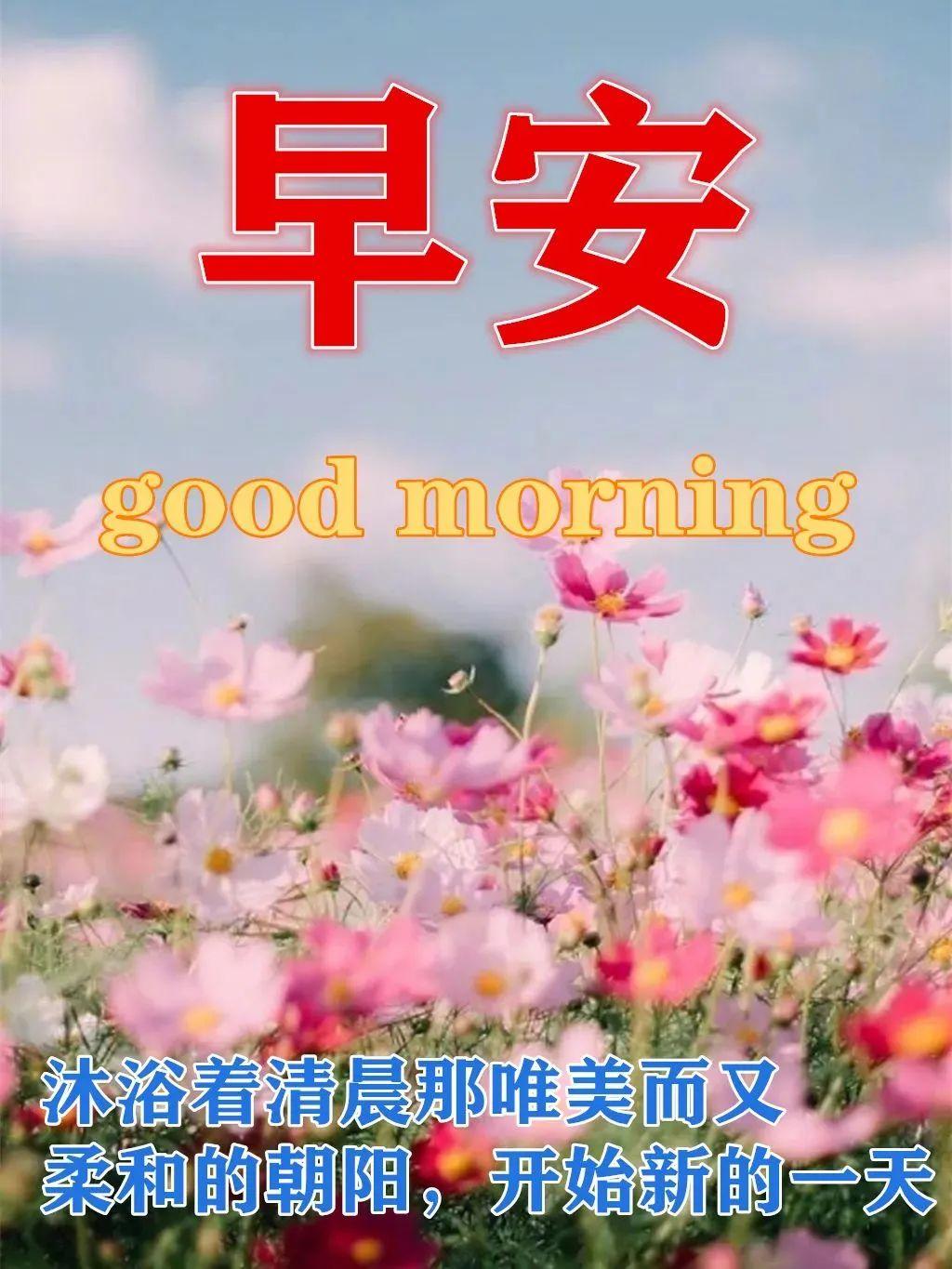 很暖心的早上好問候語祝福短信最美早上好鮮花圖片帶字