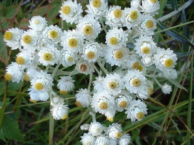【植物界全系列】菊目—菊科(八):火绒草 - 知乎