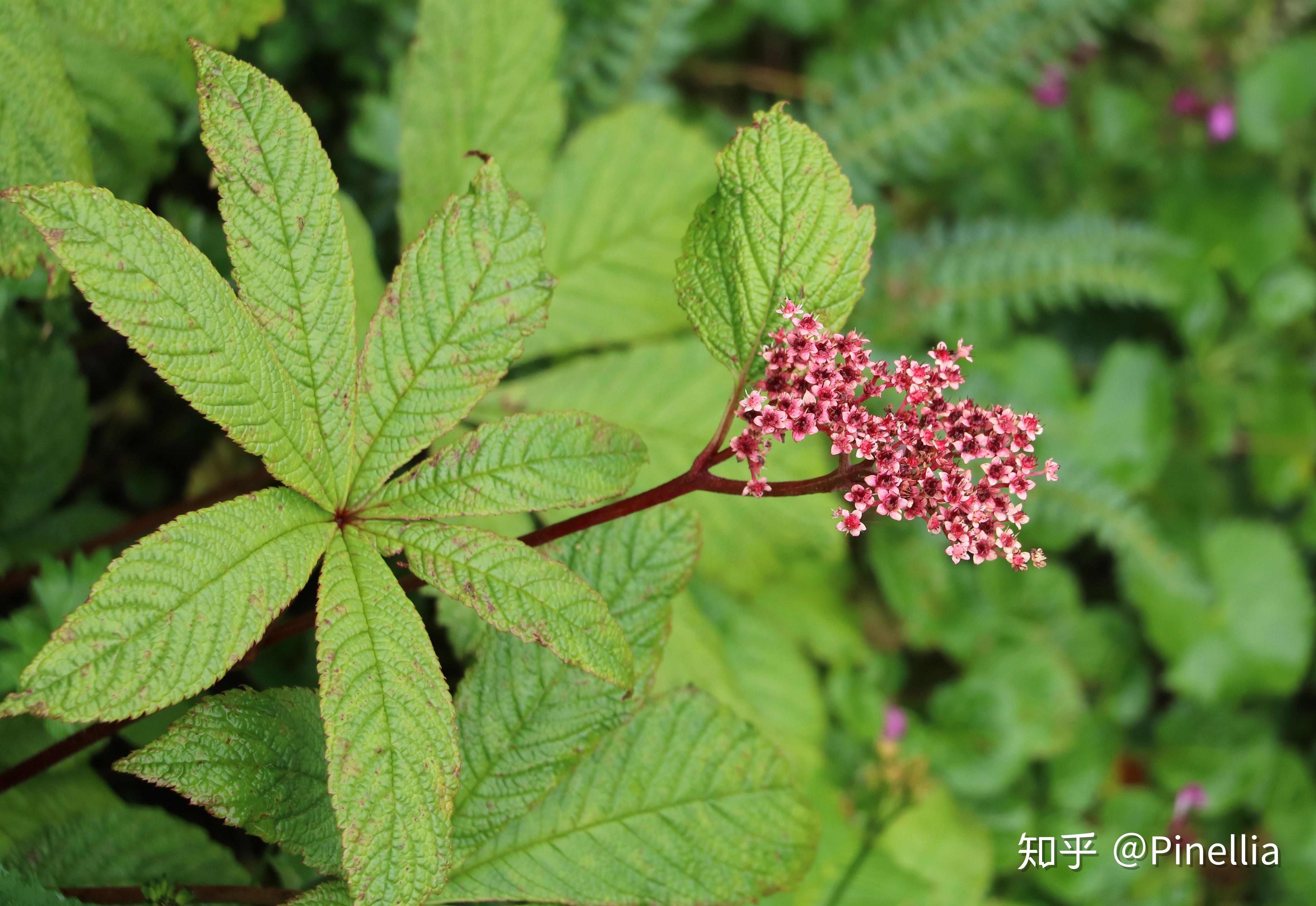 滇西鬼灯檠(rodgersia aesculifolia var