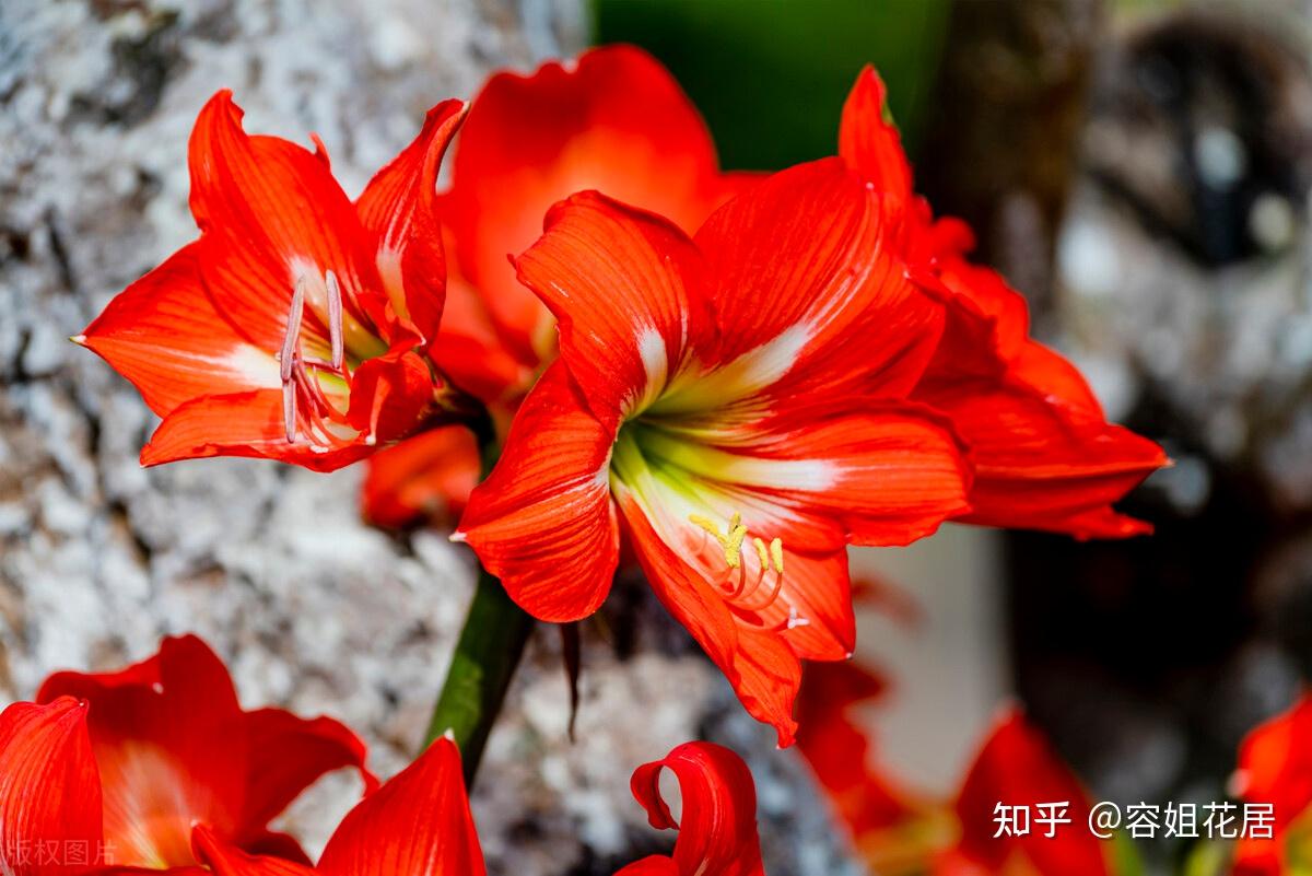 有哪些养护朱顶红的经验值得分享? - 知乎