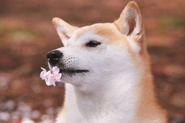柴犬为什么那么多的人喜欢它 知乎 柴犬为什么那么多的人喜欢它 知乎