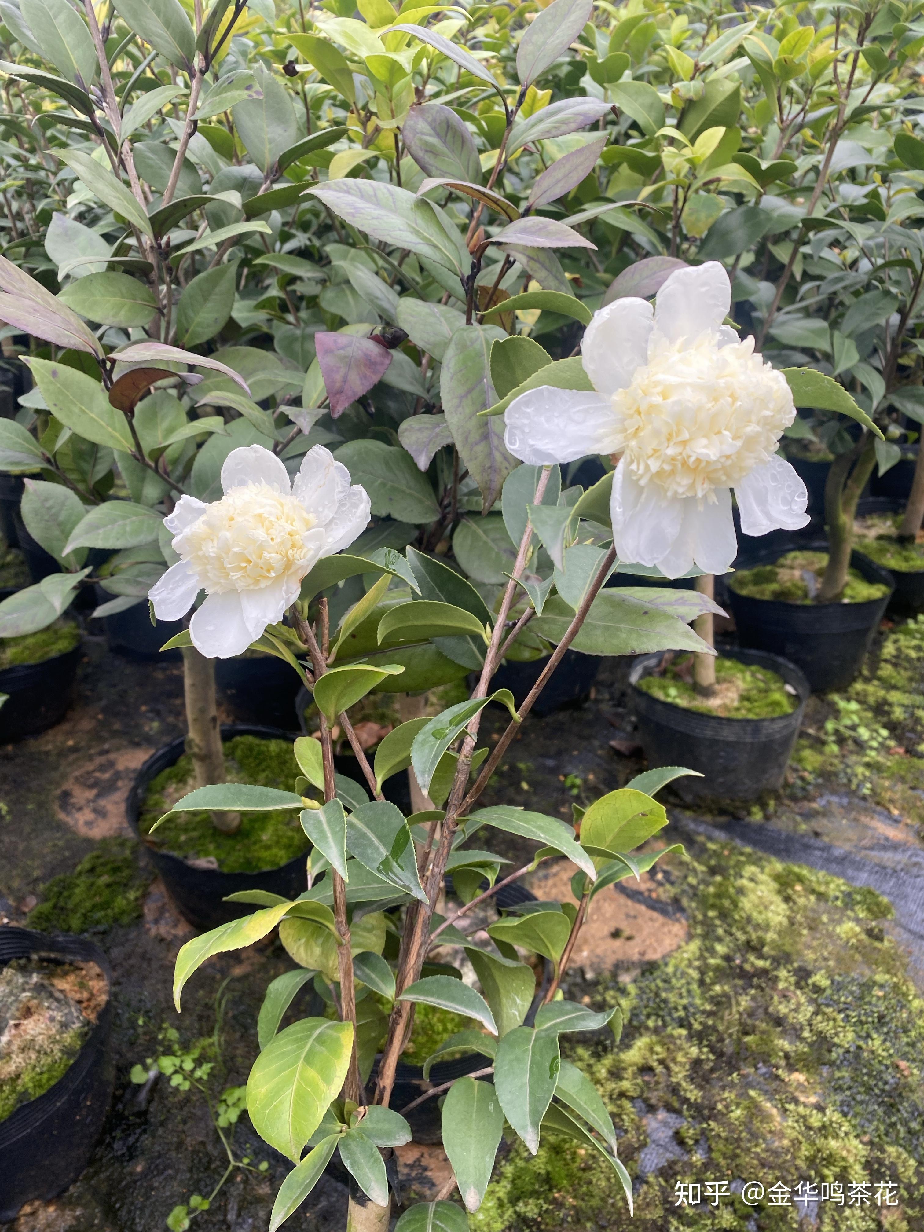 黄海内宝珠开了茶梅