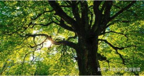 碳中和实践：一棵树能捕获多少二氧化碳？ - 知乎