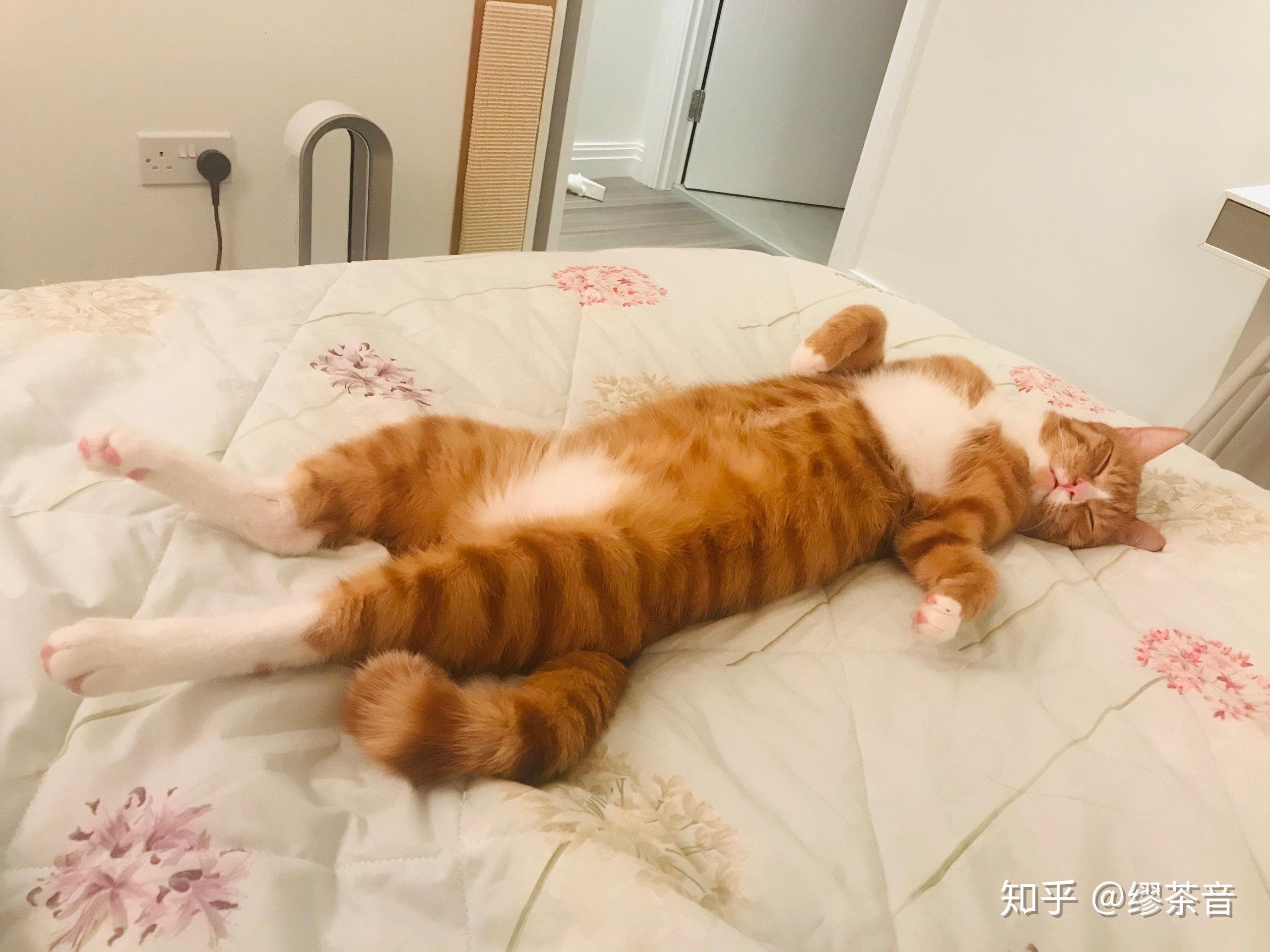 猫咪仰面朝天睡是表达信任了吗