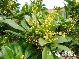 中医“鬼谈”之珠兰根草药 - 知乎