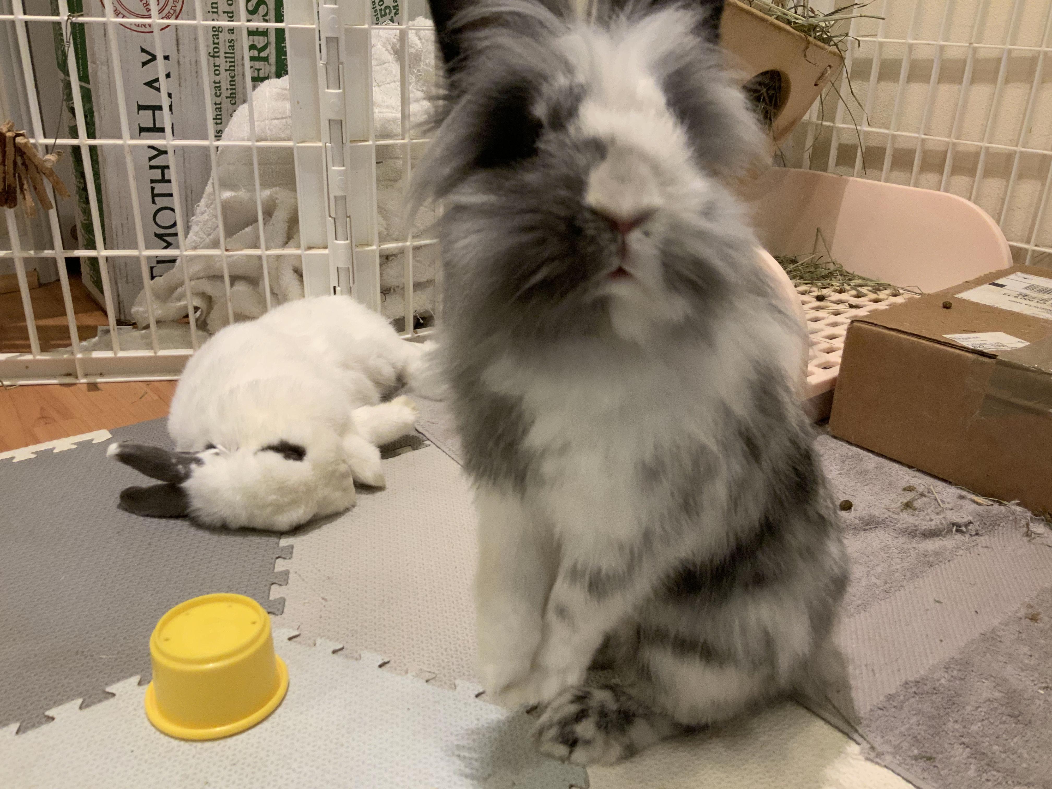 猫猫兔长大后的样子,你们都喜欢吗? - 知乎