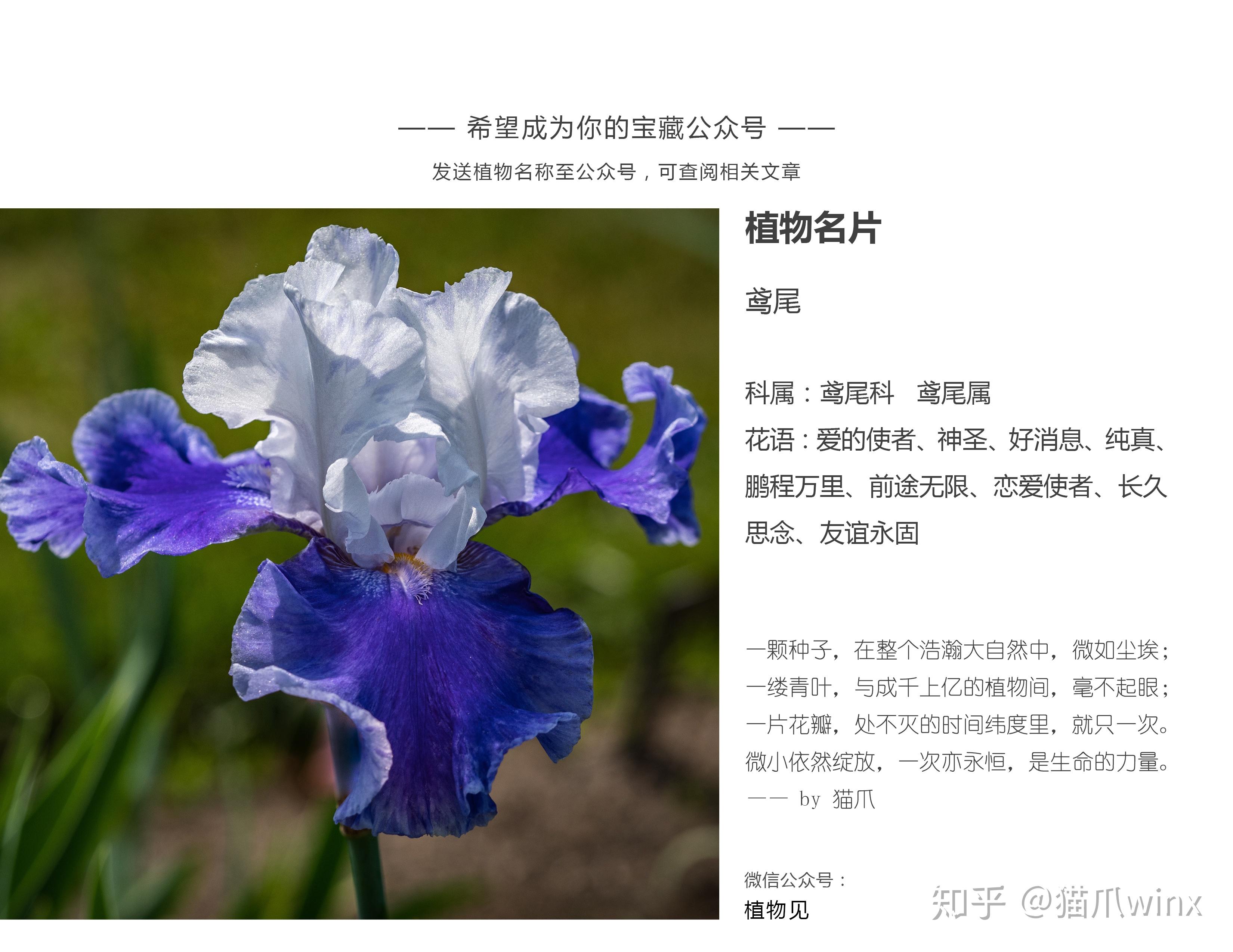 小众花名大全及花语(小众花名大全及花语图片)