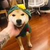 一只猪兔