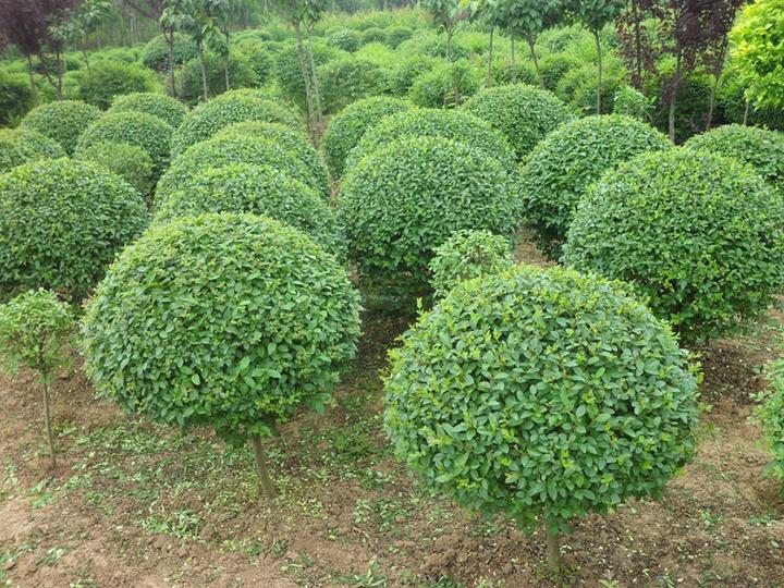 北方常用的灌木类苗木植物有哪些？ - 知乎