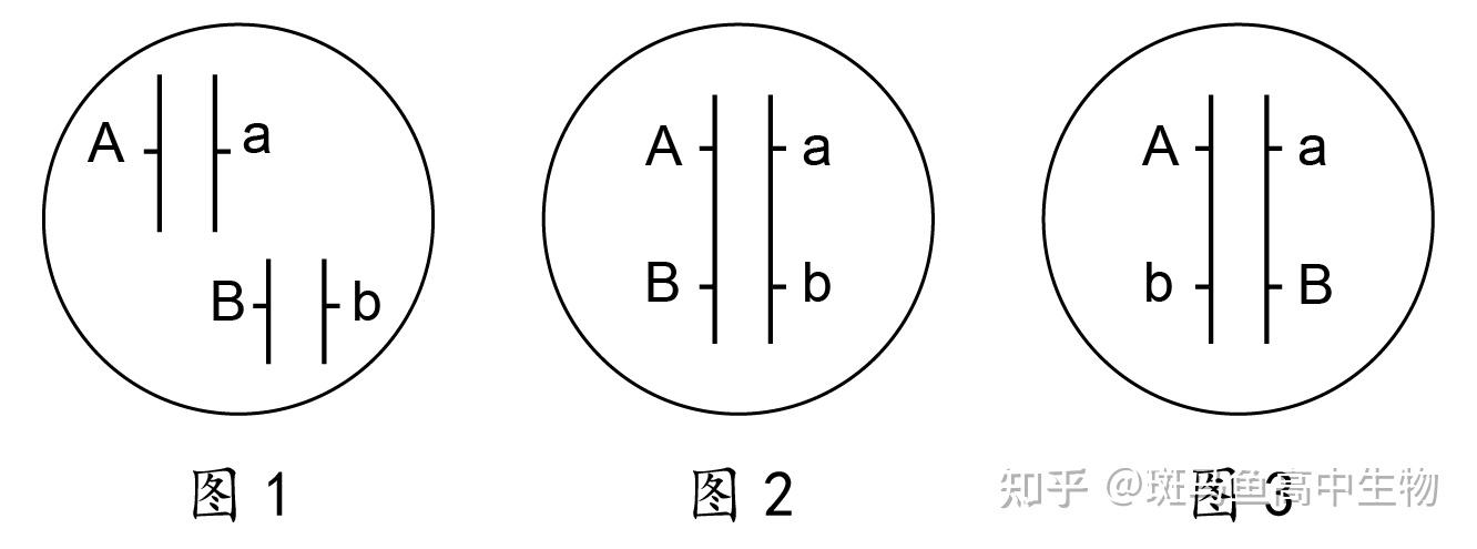 一对同源染色体上可以有控制两对相对性状的等位基因吗,像是aa bb?