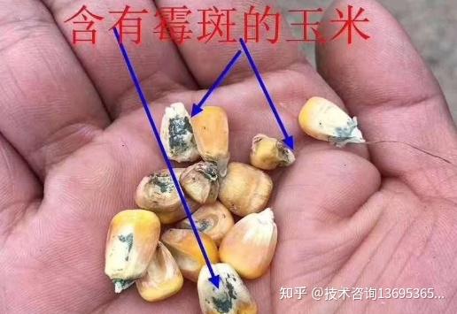 雞麴黴菌感染怎麼治雞黴菌中毒用什麼雞得了黴菌什麼症狀