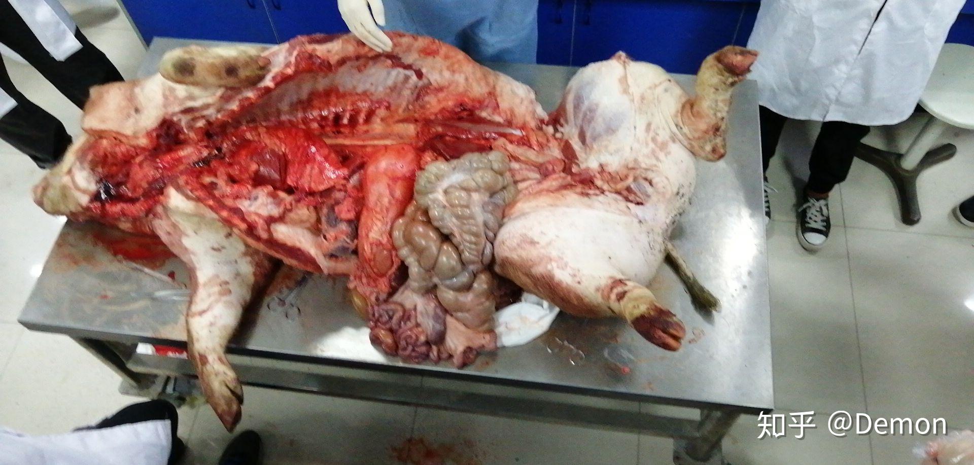 想问一下学兽医的时候解剖的动物是什么样的,解刨的时候是什么感觉
