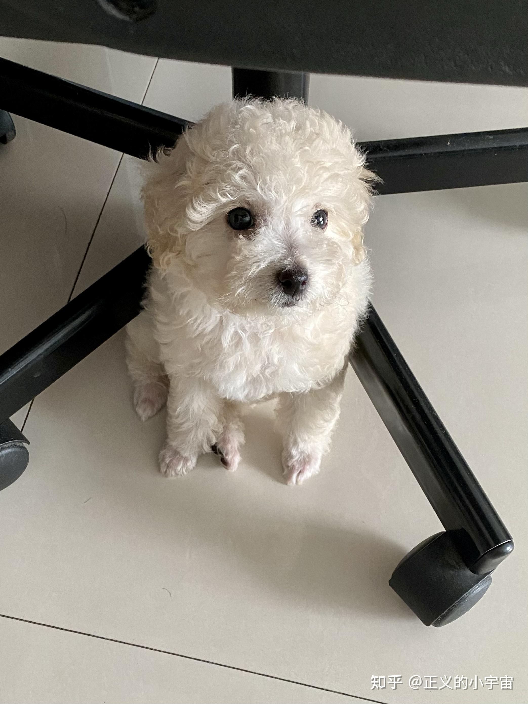 白色比熊跟棕色泰迪会串出什么样的狗? - 知乎