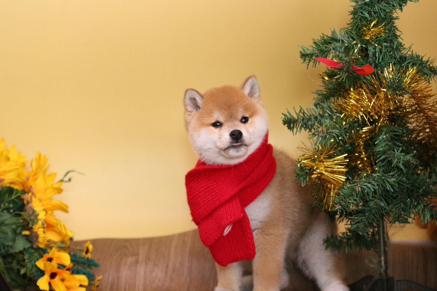 柴犬的白手套是缺陷吗 专家 白手套必须有 知乎 柴犬的白手套是缺陷吗 专家 白手套必须有 知乎