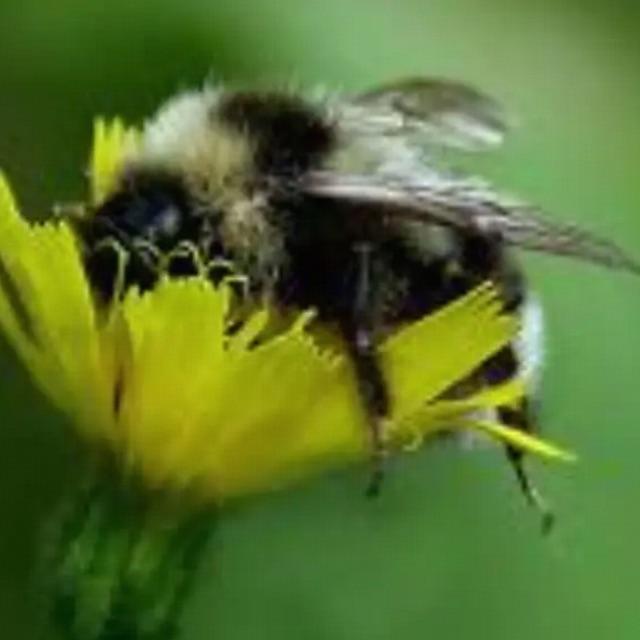 木蜂躺着把花瓣揽在怀里引起热议，有人说这是临死的表现，是这样吗？