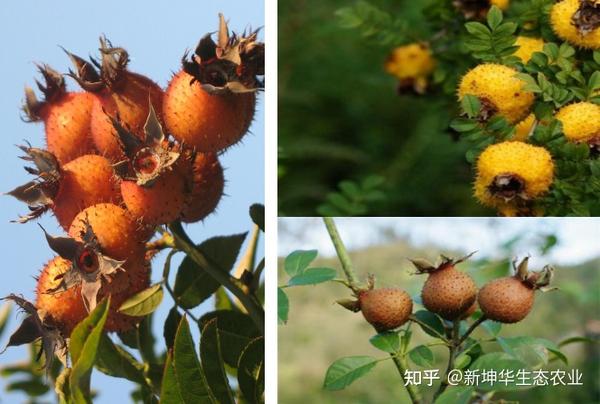 酒里乾坤大,云上刺梨花丨百年精神的传承与延续 - 知乎