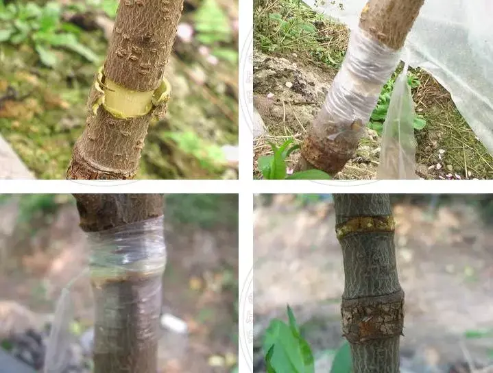 盆景环剥技术的效用及手法 - 知乎