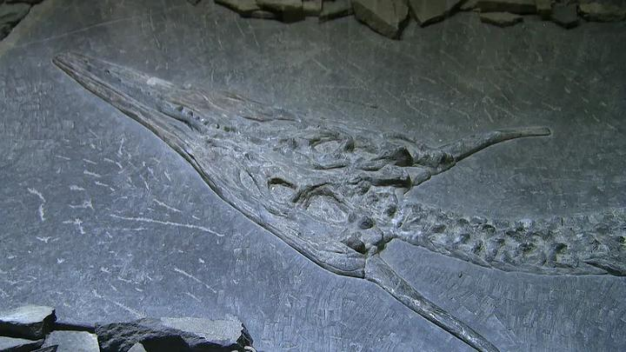 贵州出土的双角「中国龙」化石
