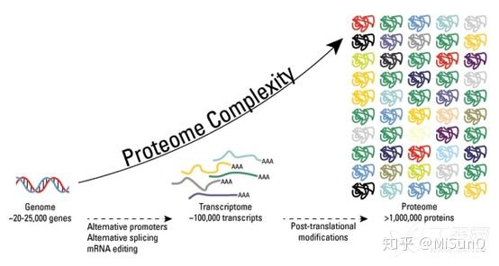 蛋白质翻译后修饰 Ptms 概述 知乎