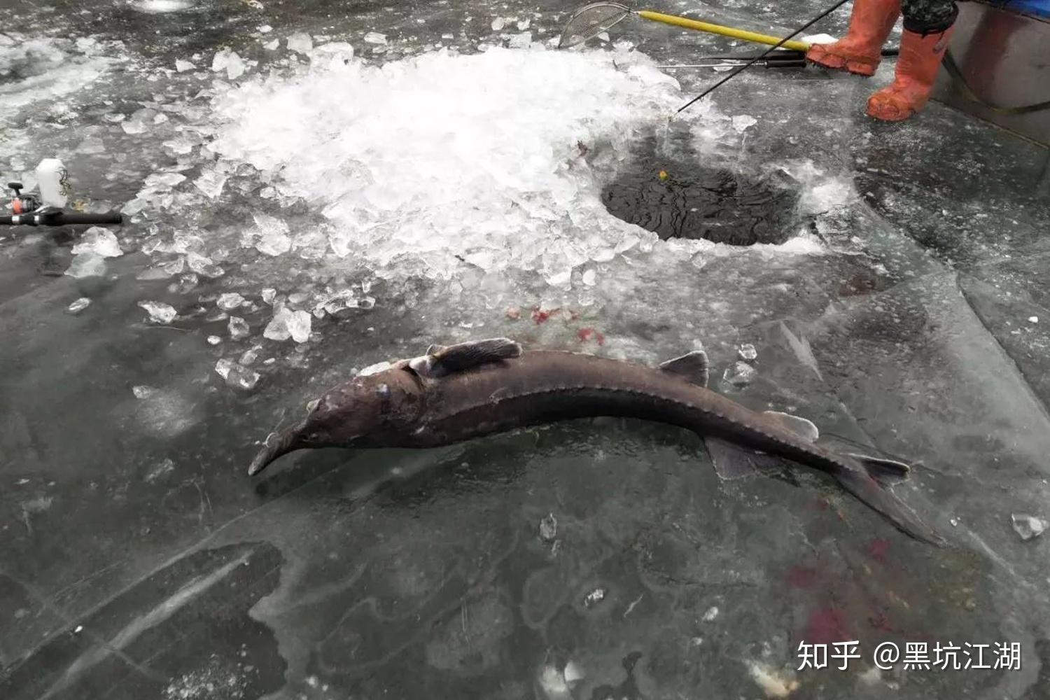 冬季在冰上锚鱼有哪些窍门?如何锚鱼效率高?冬季锚鱼的技巧 - 知乎