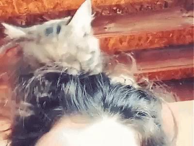 猫咪意外中毒怎么办 3个步骤一起拯救猫命 知乎