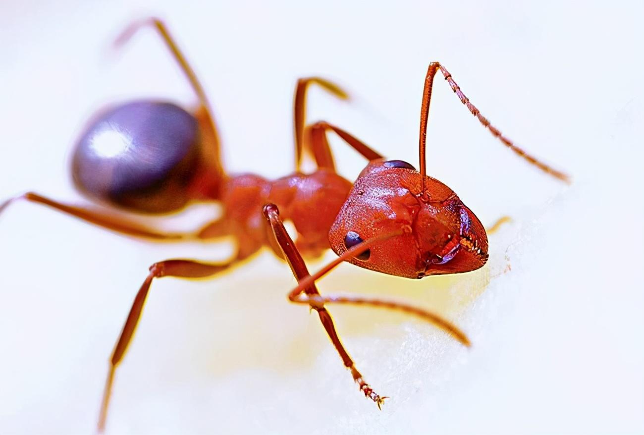 02小小蚂蚁怎么会有这么大的本领呢?