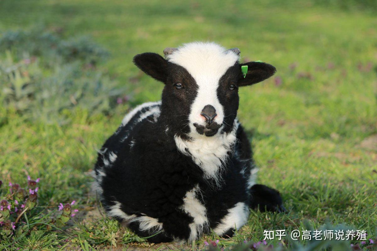 羊羔拉稀止不住怎么办?羊羔拉稀治不好怎么办?解决办法在这 - 知乎