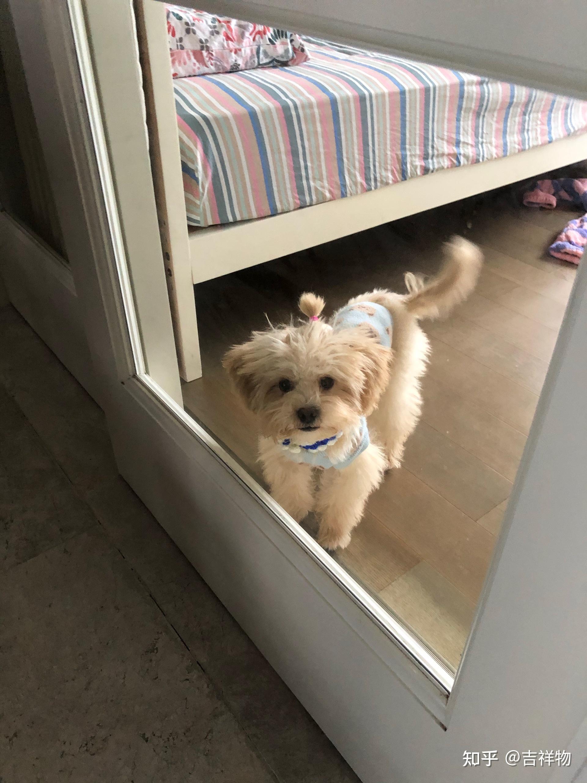 什么时候你觉得你家狗子是一只心机狗? - 知乎