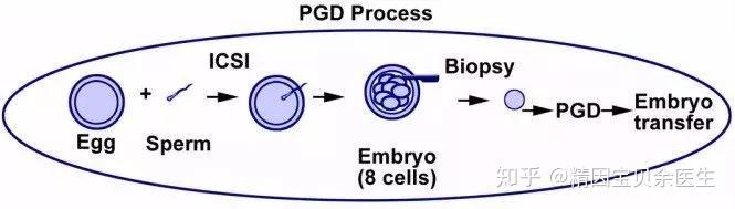 它是在試管嬰兒技術基礎上出現的,精子卵子在體外結合形成受精卵,並