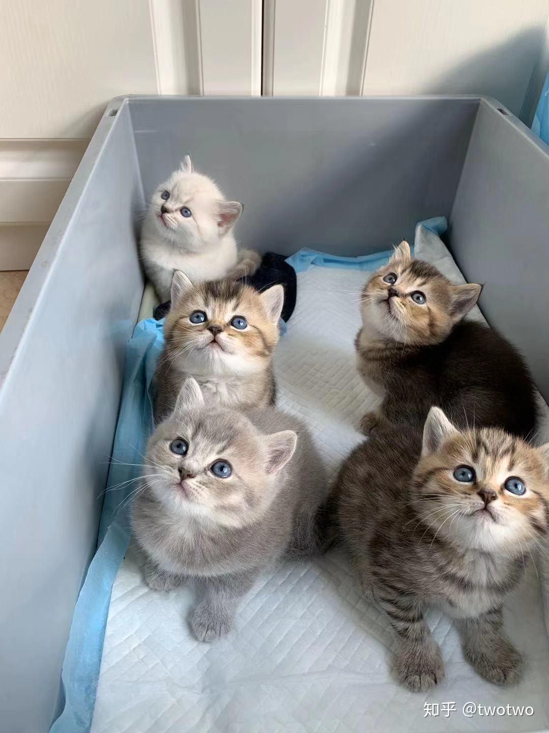 有没有蓝猫公和母猫金渐层配的,会出什么样的毛色? - 知乎