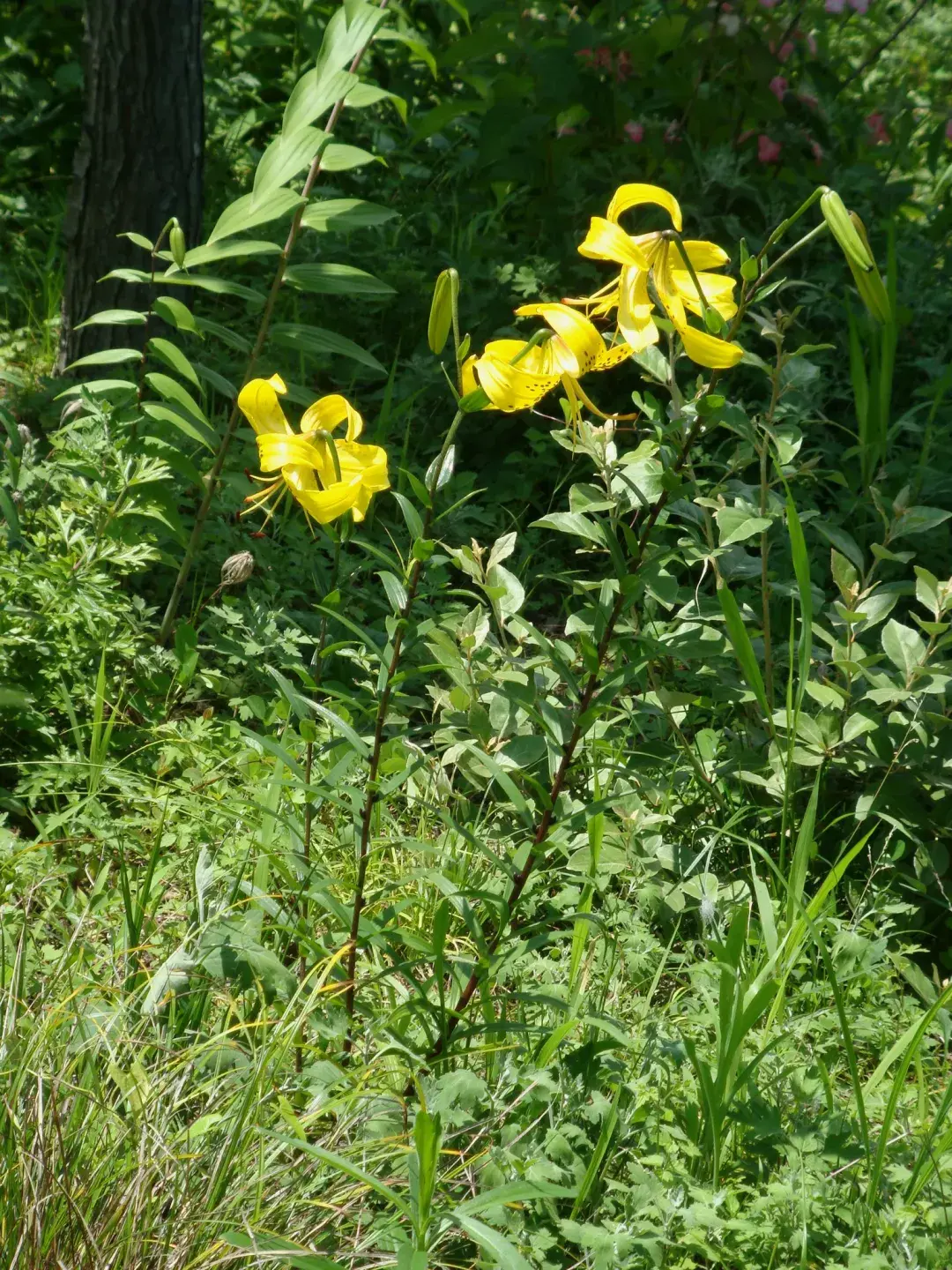 猫不能接触卷丹花粉,更不能食用卷丹花朵,易导致肾衰竭.