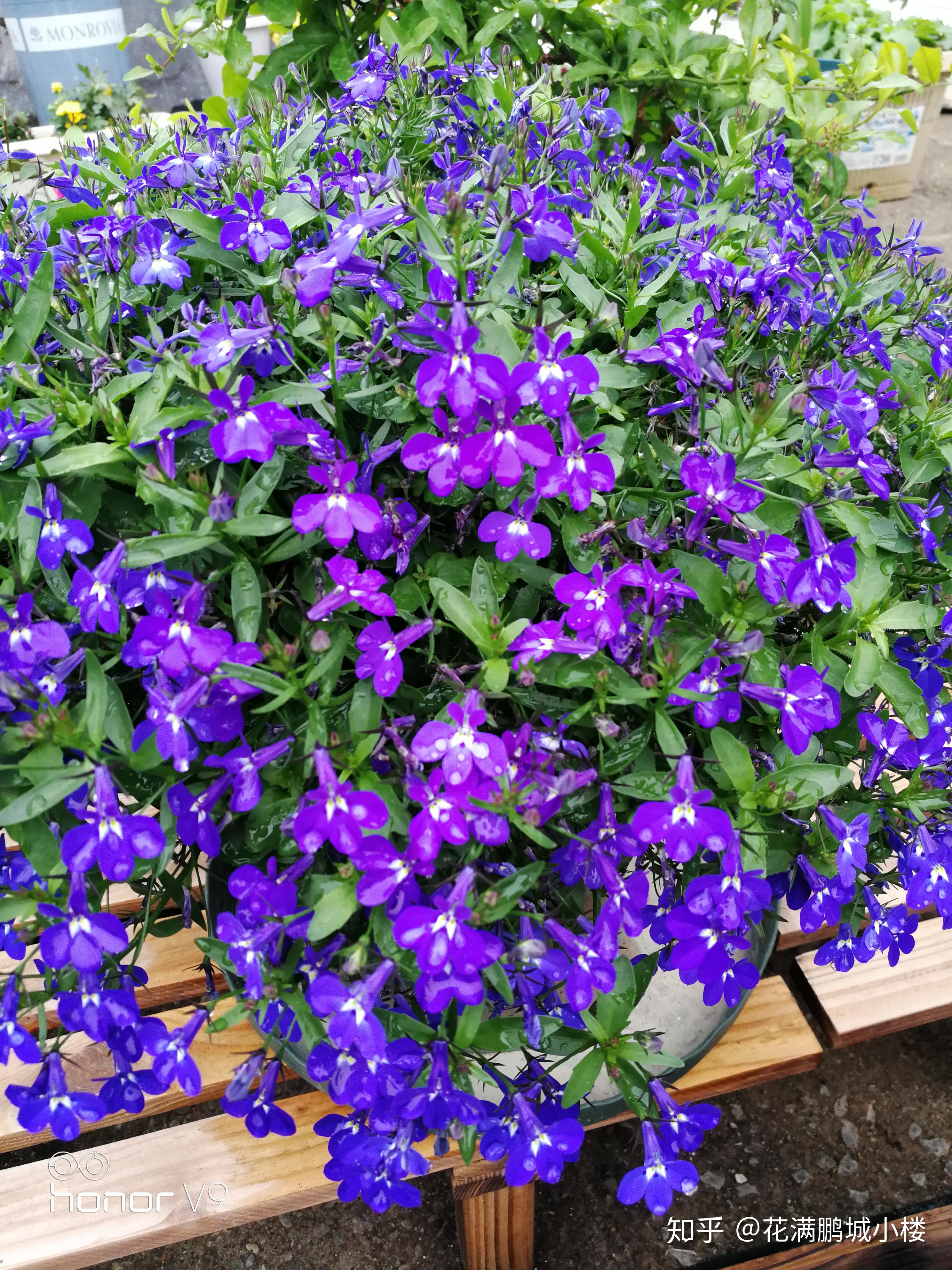 六倍利——又名半边莲