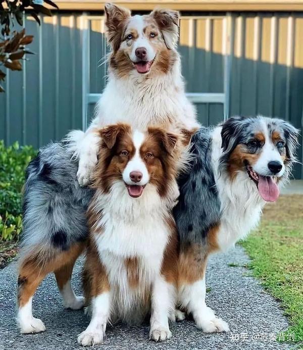 谈谈边境牧羊犬的基础知识。 - 知乎