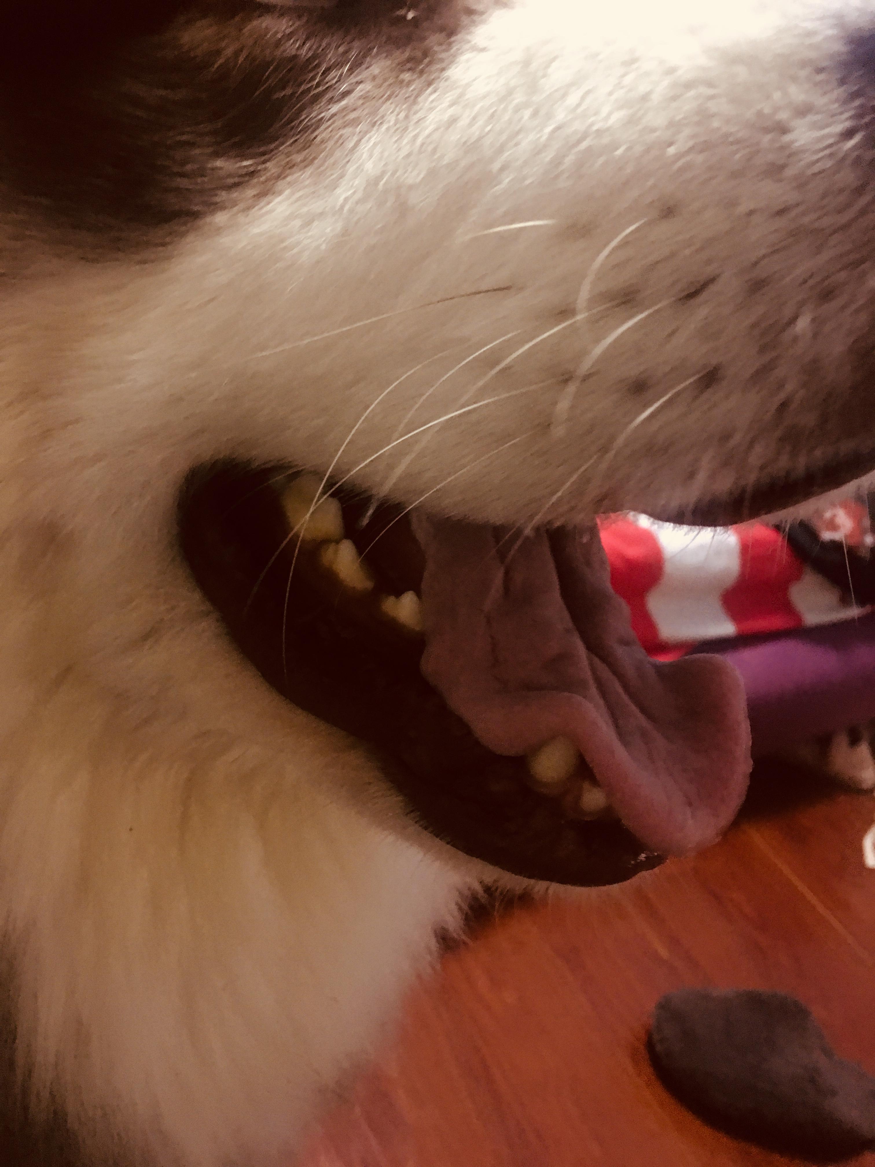 狗狗口腔里长菜花瘤如何治疗?