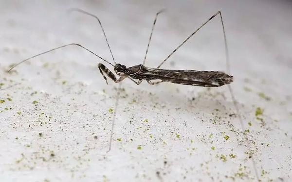 转载蚊猎蝽像大蚊像竹节虫像螳螂结果它是蝽