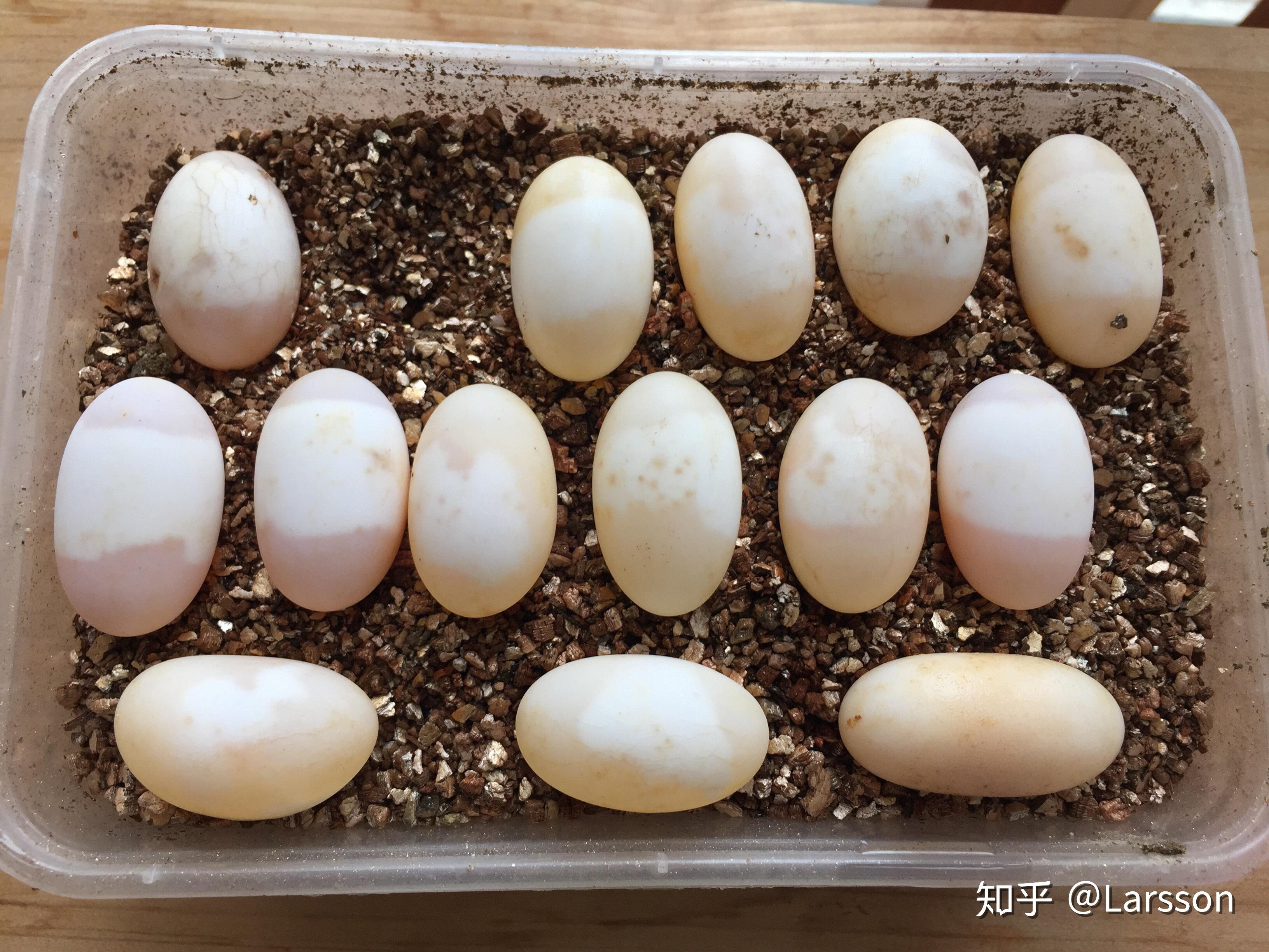 乌龟蛋孵化(附上教程)-度小视