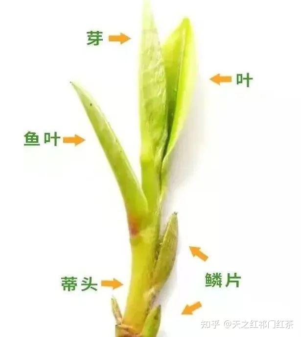 山茶花的根茎叶图片