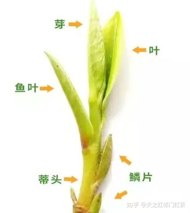 茶树姿色,你解几分?