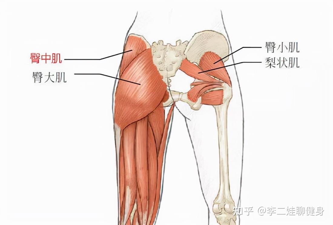 臀部肌肉最大的一块就是臀大肌,而臀大肌最主要的功能就是髋关节的屈