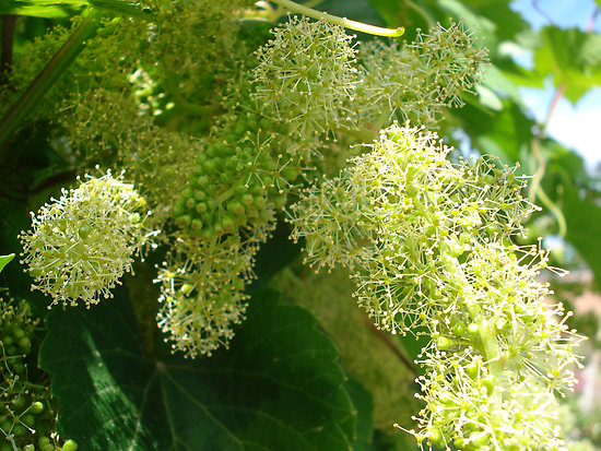 5月 是葡萄开花的季节 知乎